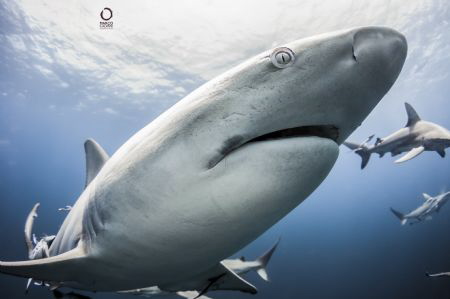 Shark dive. Close up with a black tip by Marco Calvani 