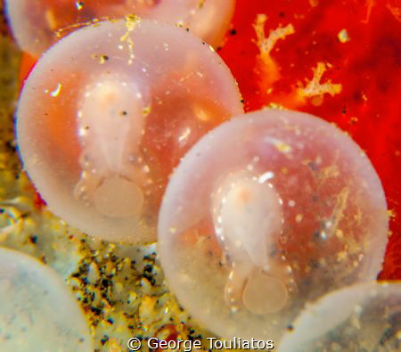 Eggs Hatching!!! by George Touliatos 