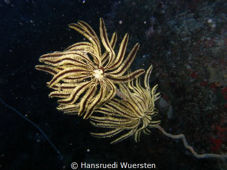 Two Feather Stars seat on Wipcoral by Hansruedi Wuersten 