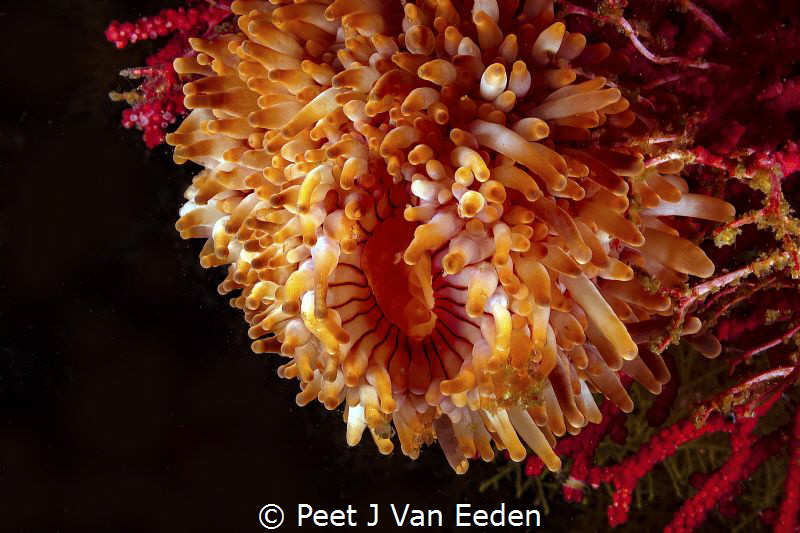 The rare walking sea anemone unique to the Cape Peninsula... by Peet J Van Eeden 