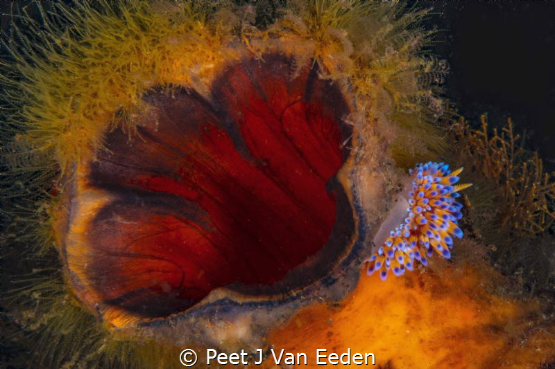 Fast Food.
 
Gas flame  nudibranch feeds at the opening... by Peet J Van Eeden 