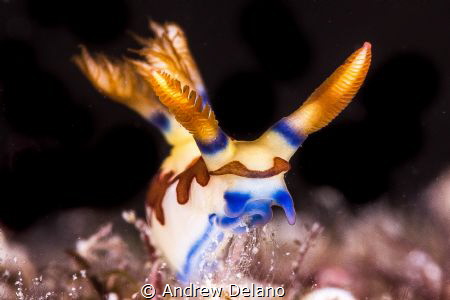 Nembrotha standing tall in Okinawa by Andrew Delano 