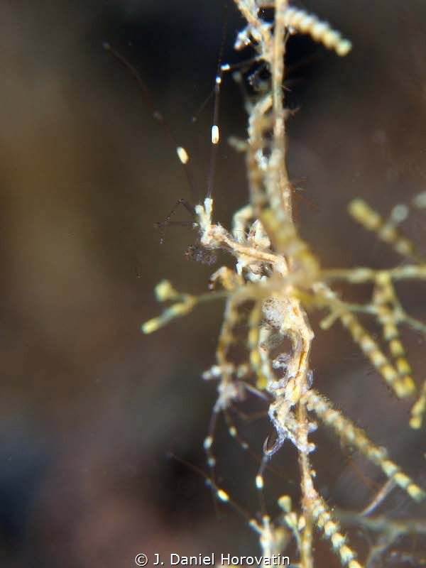 Tough shrimp to focus by J. Daniel Horovatin 