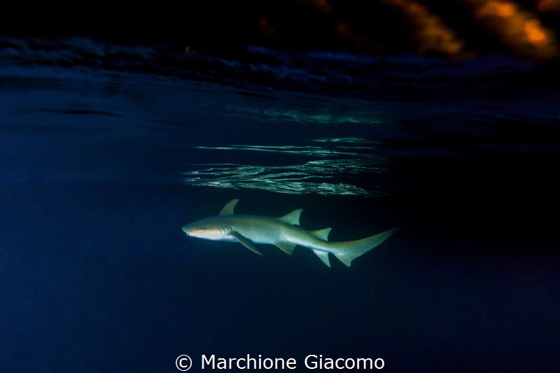 Nurse shark in the sunset
Fish eye with Super dome
Niko... by Marchione Giacomo 