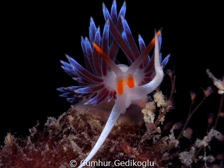 Cratena peregrina by Cumhur Gedikoglu 
