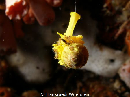 Only 8mm long... by Hansruedi Wuersten 