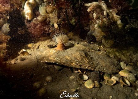 Weduweroos, sagartiogeton undatus always around by Eduard Bello 