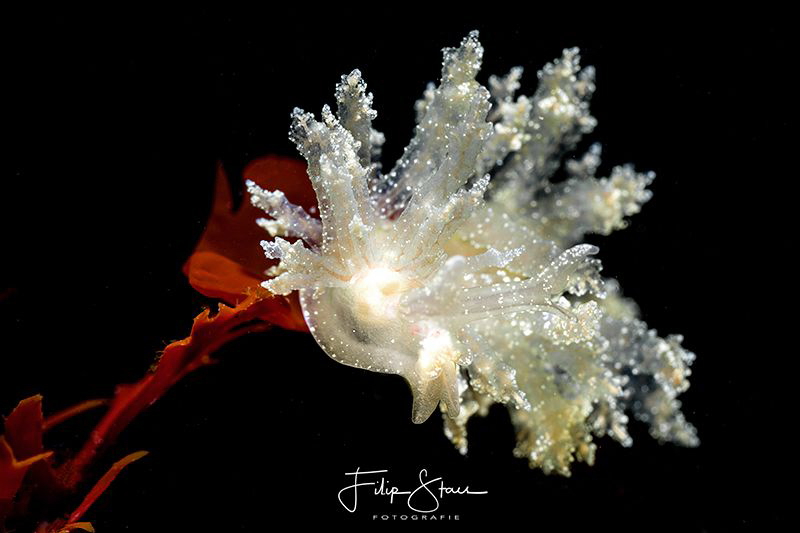 Hermaea bifida, Lake Grevelingen, Zeeland, The Netherlands by Filip Staes 
