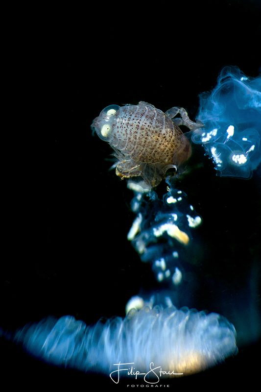 Big-eye amphipod (Hyperia galba)living inside a Compass j... by Filip Staes 