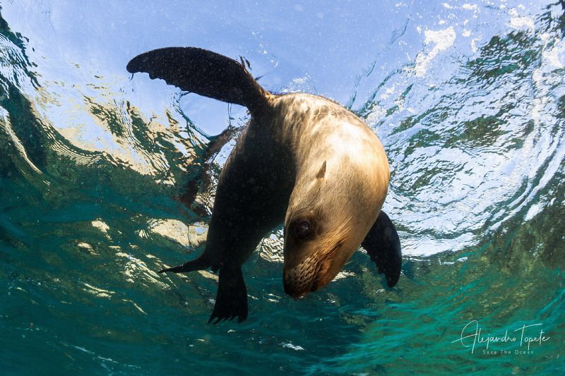 Sea Lion in the  Sky, Bahia Magdalena México by Alejandro Topete 
