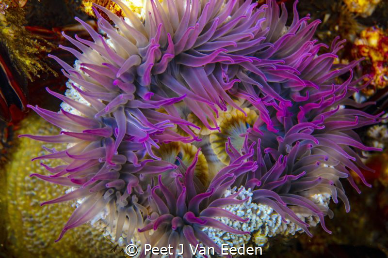 Sandy sea-anemone at Star walls dive site. probably endem... by Peet J Van Eeden 