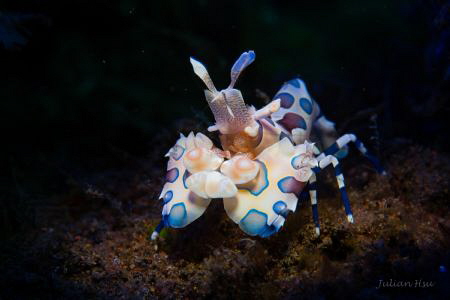 Harlequin Shrimp by Julian Hsu 
