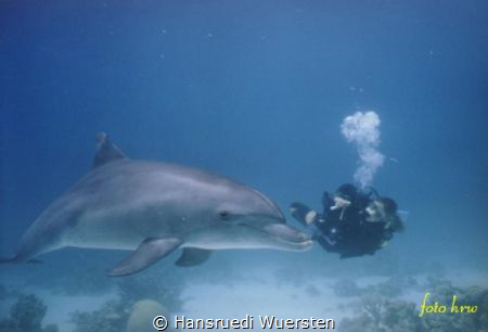Dive with the Dolphin by Hansruedi Wuersten 