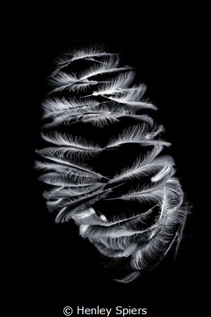 Underwater Venus Fly Trap by Henley Spiers 