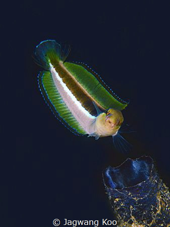 blenny by Jagwang Koo 