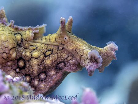 I have no idea what this large nudi is called, but it loo... by Andrew Macleod 