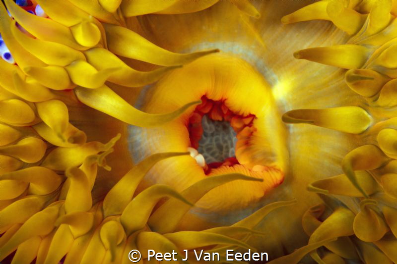 Sunrise Sunset

The golden colors of a sea anemone in t... by Peet J Van Eeden 