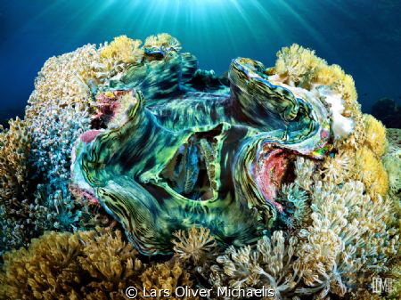 Giant Clam
(tridacna derasa) by Lars Oliver Michaelis 