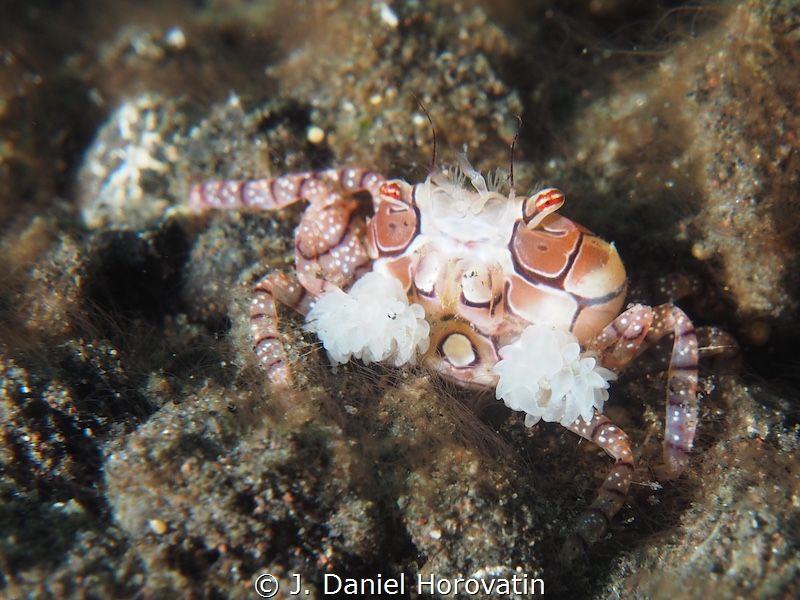 Little boxer crab ready to defend its turf. by J. Daniel Horovatin 