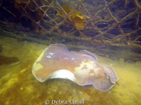 Numb Ray Balmoral Swimming Nets Balmoral Beach NSW by Debra Cahill 