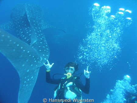 Lucky when the whaleshark pass by Hansruedi Wuersten 
