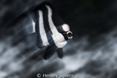 Bah Humbug! by Henley Spiers 