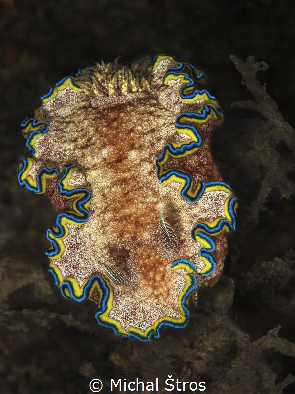 Nudi Glossodoris cincta at Lembeh by Michal Štros 