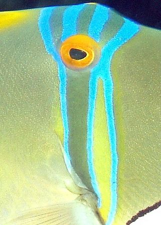 Arabian picasso triggerfish - they are very beautiful and... by Anel Van Veelen 