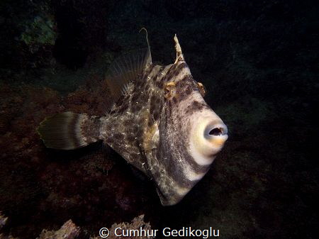 Stephanolepis diaspros by Cumhur Gedikoglu 