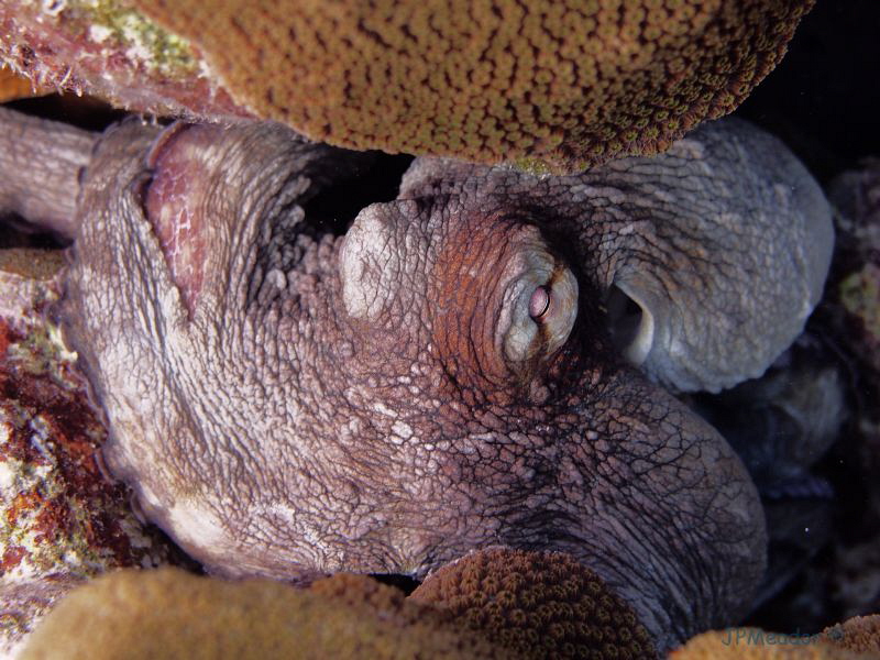 A natural light shot of an octopus getting ready to hunt by Jim Meador 