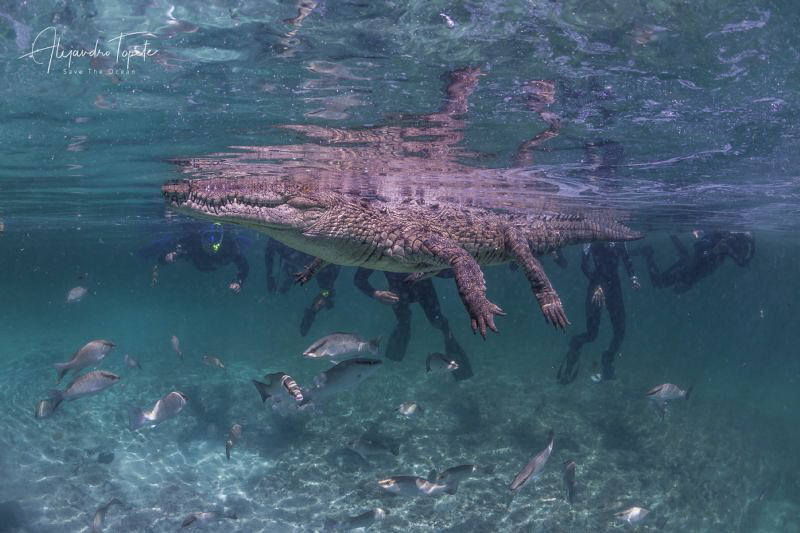 Cocodrile and the group, Gardens of the Queen Cuba by Alejandro Topete 