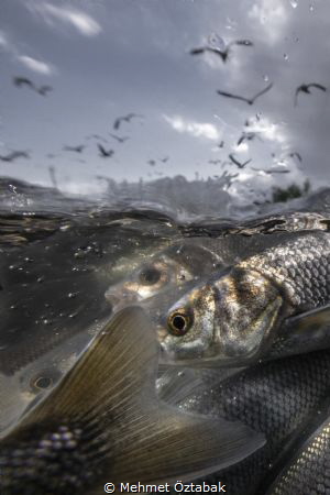 
4.The incredible journey of pearl mullet fishes living ... by Mehmet Öztabak 