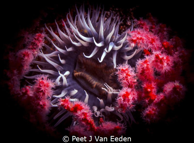 Bed of Roses > Sea anemone surrounded by multicolored seafan by Peet J Van Eeden 