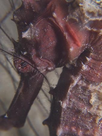 Seahorses are hard to find here, there's only one site an... by Erika Antoniazzo 