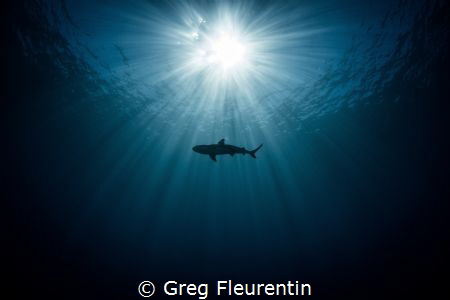 Black tip in the sun by Greg Fleurentin 