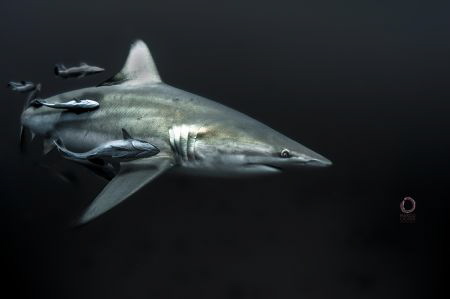 In black water...a black tip by Marco Calvani 
