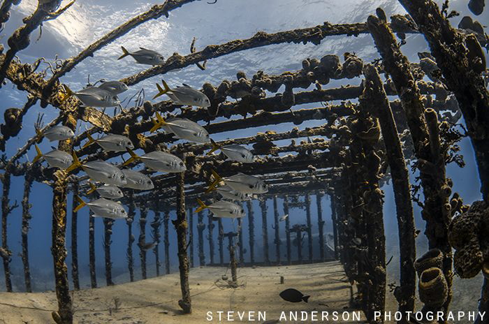 The Willaurie a naturally sunken ship off Nassau Bahamas.... by Steven Anderson 