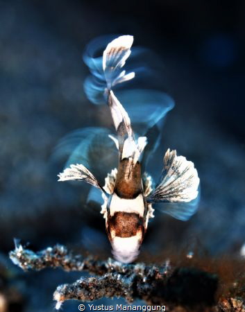 Juvenile sweetlip. by Yustus Mananggung 