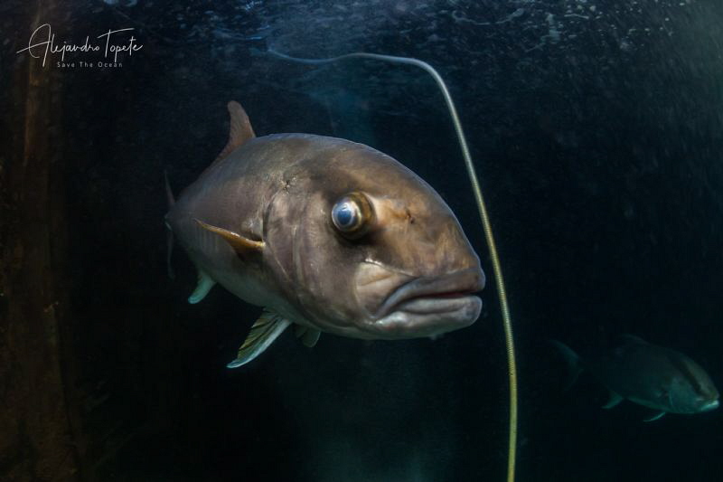 Global Eye fish, La Paz México by Alejandro Topete 