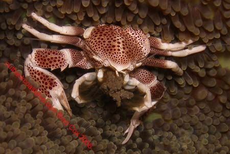 Dave this one has 2 nippers ,love these little guys , int... by Brad Cox 