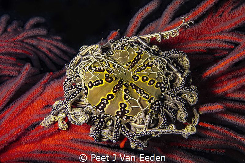 Grasping Arms

The basket star is also known as the jew... by Peet J Van Eeden 