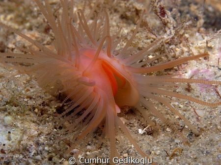 Limaria (bivalve) hians
Flame shell by Cumhur Gedikoglu 