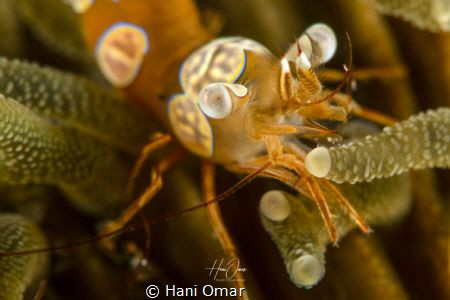 UP & CLOSE by Hani Omar 