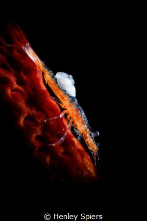 Santa Shrimp with Eggs by Henley Spiers 