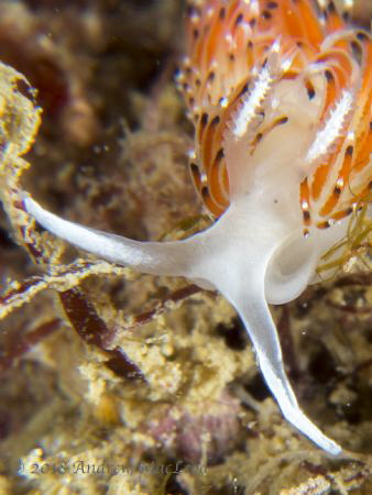 Nice shot of the eyes by Andrew Macleod 