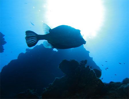 Trunkfish in the sun. Canon SD550. by Paul Holota 