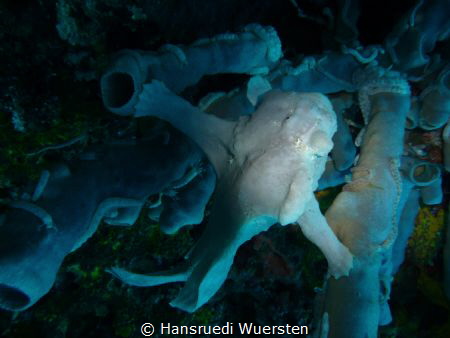 Frogfish by Hansruedi Wuersten 
