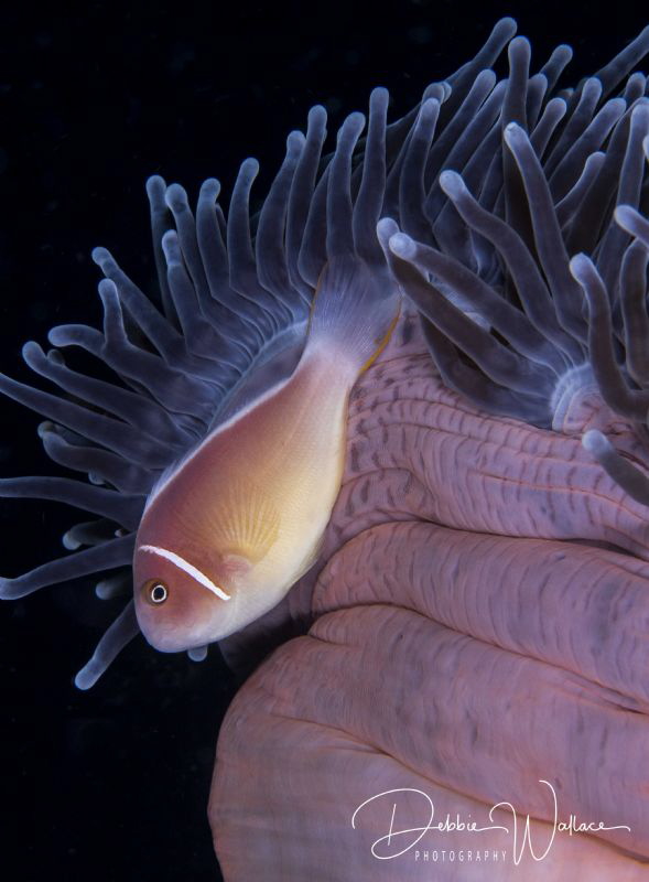 I found this beautiful host anemone with a very cooperati... by Debbie Wallace 