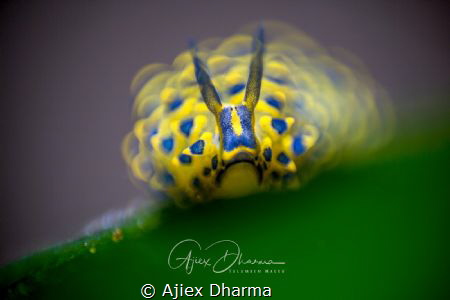 DOF by Ajiex Dharma 