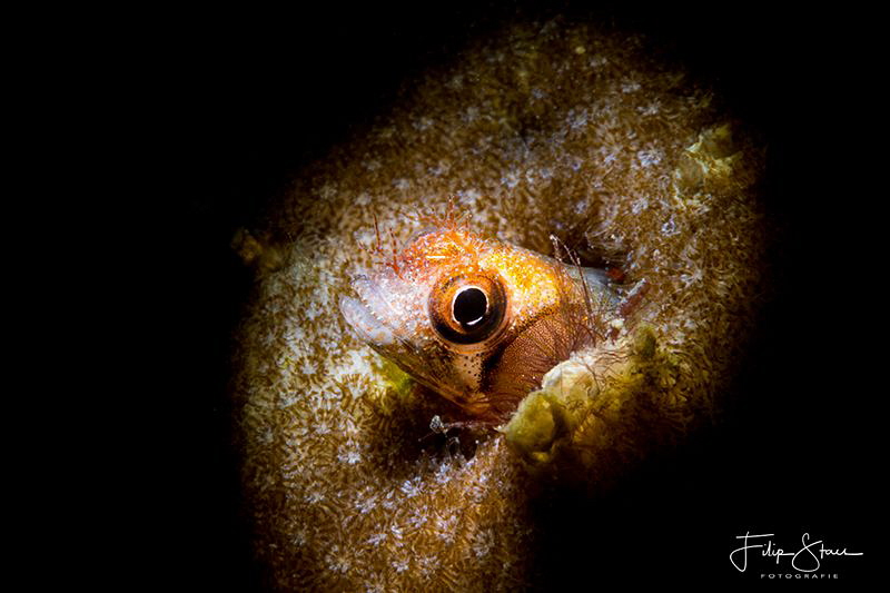 Secretary blenny(Acanthemblemaria maria), La Paz, Mexico. by Filip Staes 